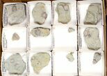 Lot: Blastoid Fossils On Shale From Illinois - Pieces #134136-2